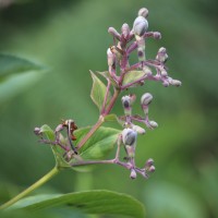 Rotheca serrata (L.) Steane & Mabb.